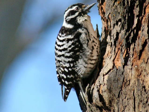 How to Get Rid of Woodpeckers on Stucco: Top 6 Woodpecker Deterrents