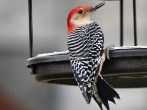 Red Bellied Woodpecker