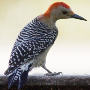 How to Get Rid of Woodpeckers on Trees: 4 Extremely Effective Products