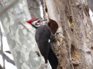 How to Get Rid of Woodpeckers on Cedar Siding: 5 Easy Methods
