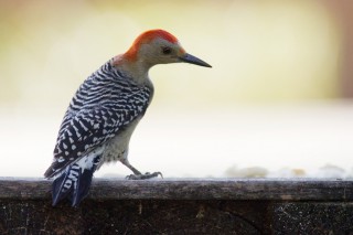 How to Get Rid of Woodpeckers on Trees: 4 Extremely Effective Products