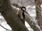 How to Get Rid of Woodpeckers on Your House: Discourage Woodpeckers with Woodpecker Deterrents!