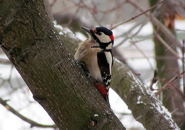 How to Get Rid of Woodpeckers on Your House: Discourage Woodpeckers with Woodpecker Deterrents!