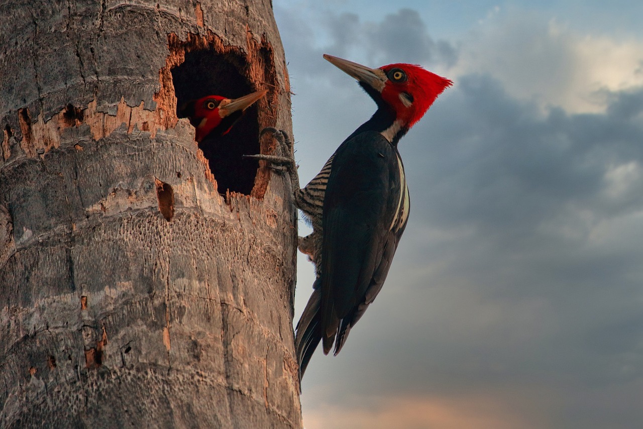 Beakguard Woodpecker Deterrent Paint A Solution to Woodpecker Stucco Damage!