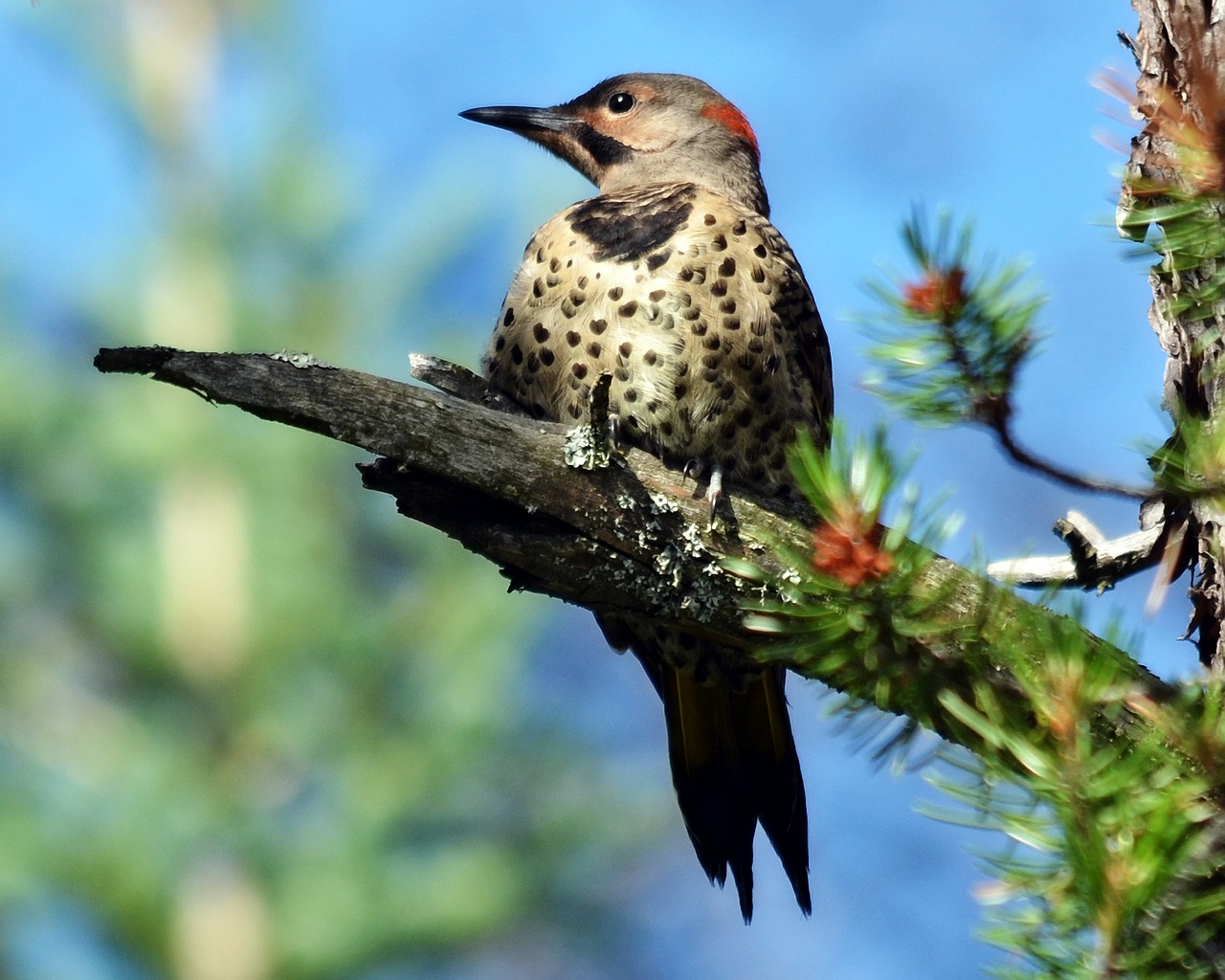 Bird Repellent Discs The Best Woodpecker Deterrent!
