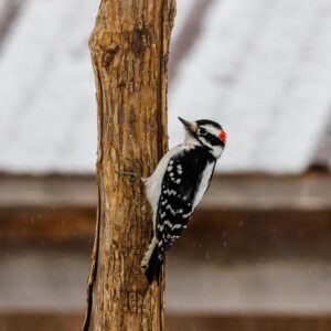Woodpecker on tree