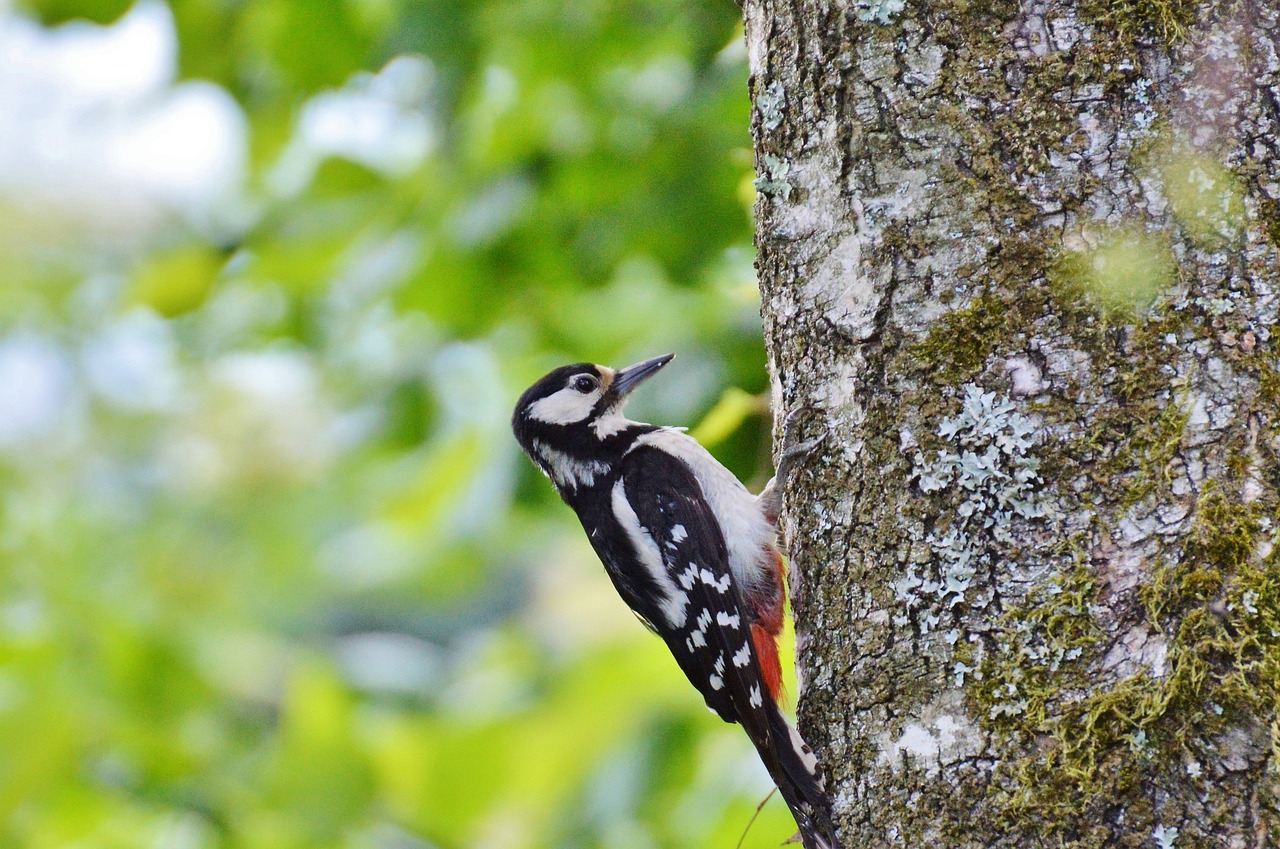 Repel Woodpeckers: Use Woodpecker Netting!