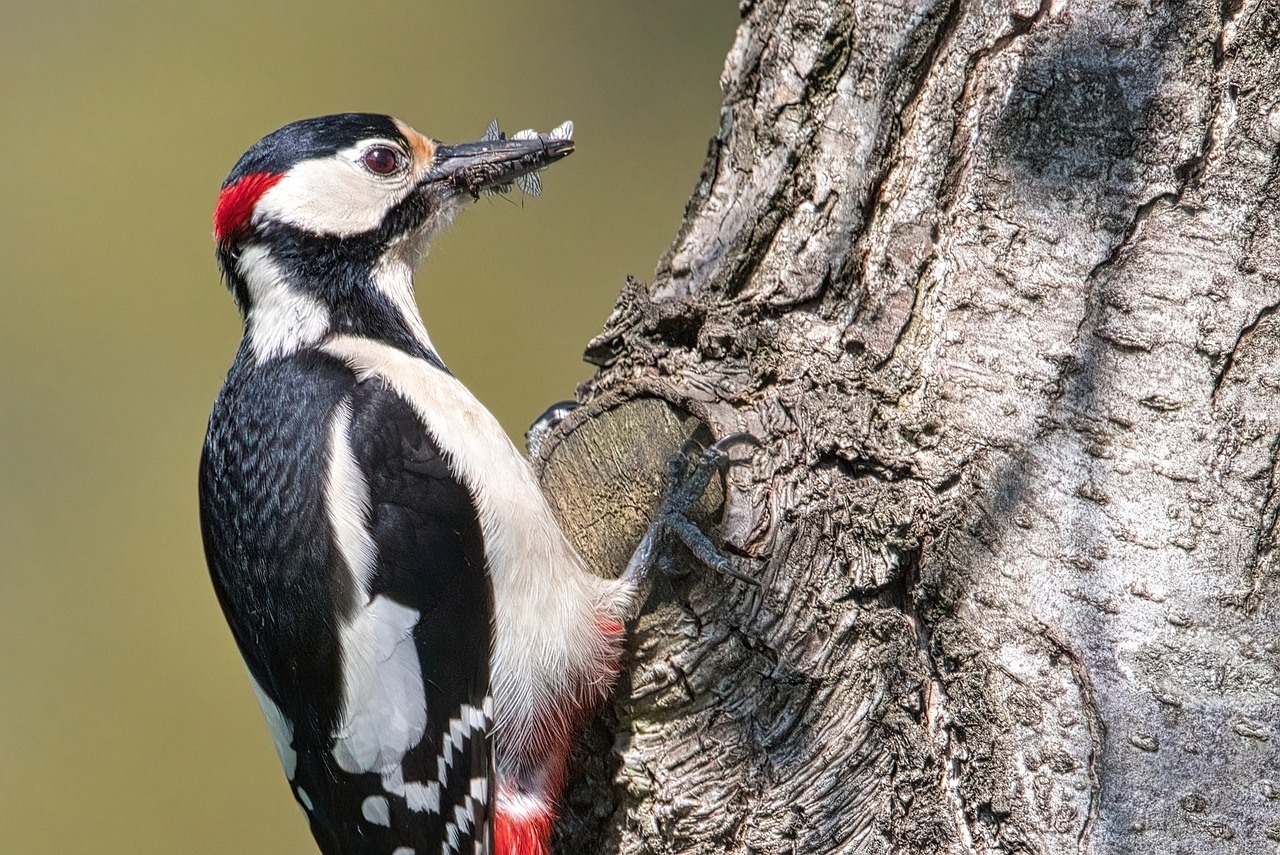 Stop Woodpeckers from Pecking Your House: Give Them A Woodpecker Birdhouse!